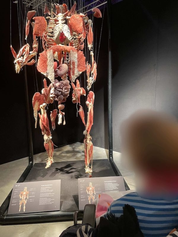 Hier siehst du meine Klientin zu Besuch bei der Ausstellung Körperwelten.